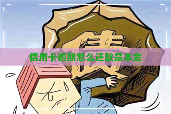 信用卡逾期怎么还款是本金