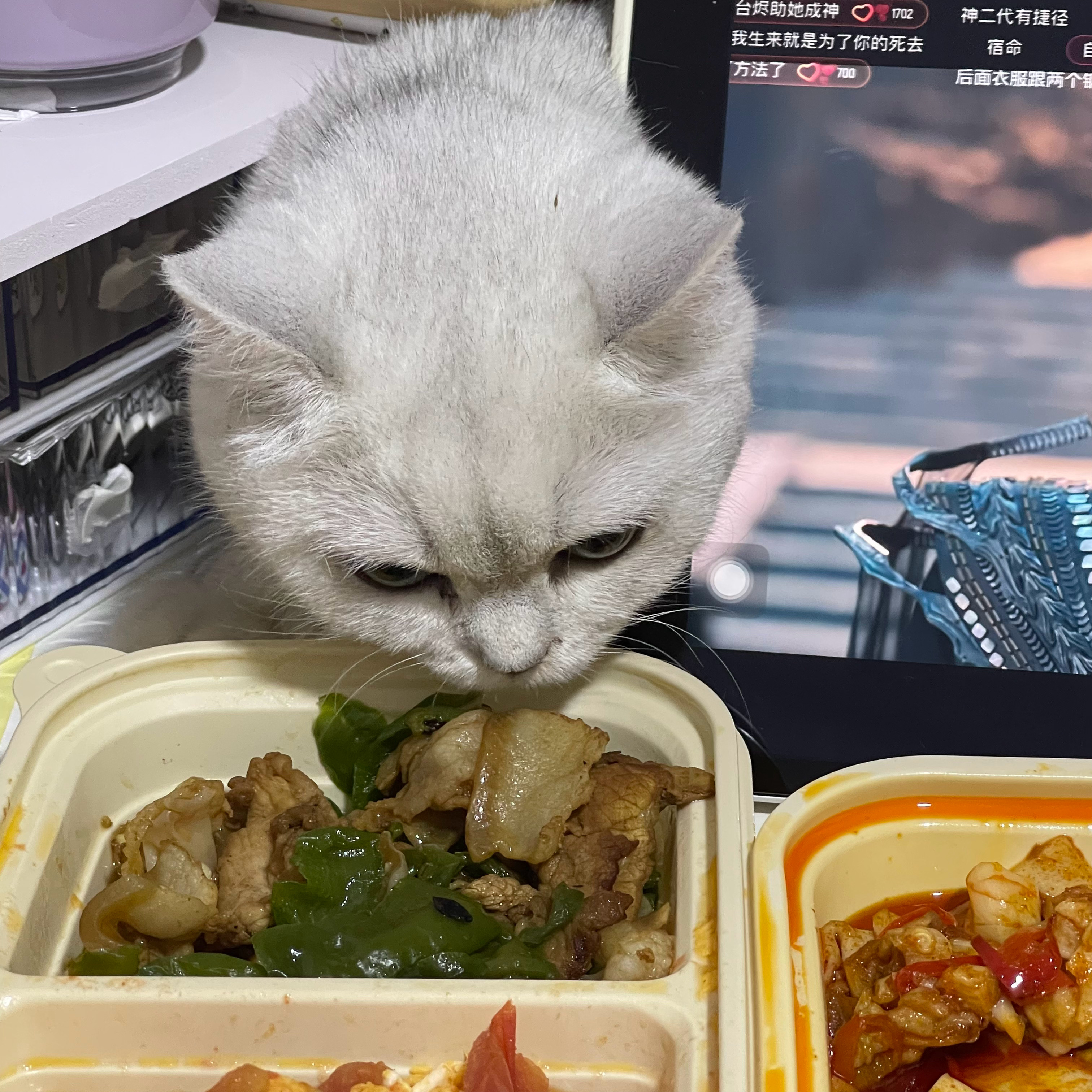 写作ai美食的馋猫