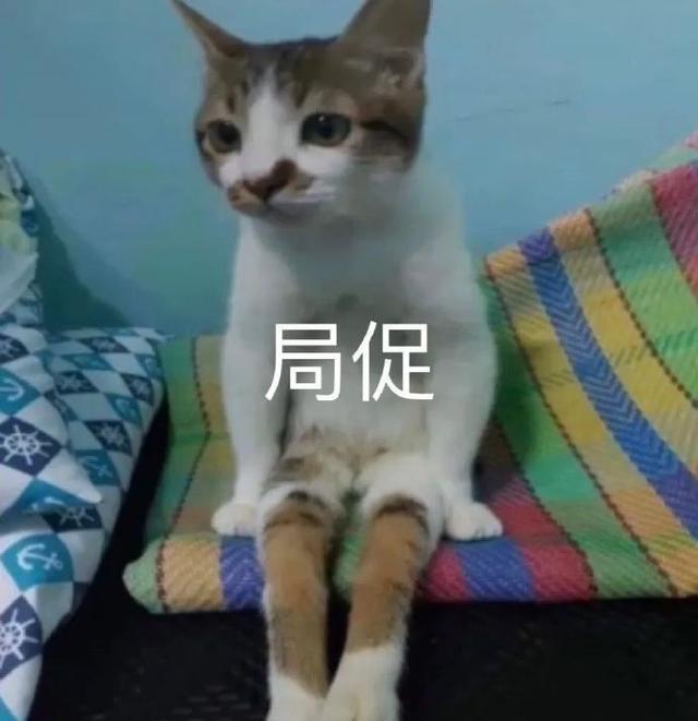 驯服ai猫咪文案