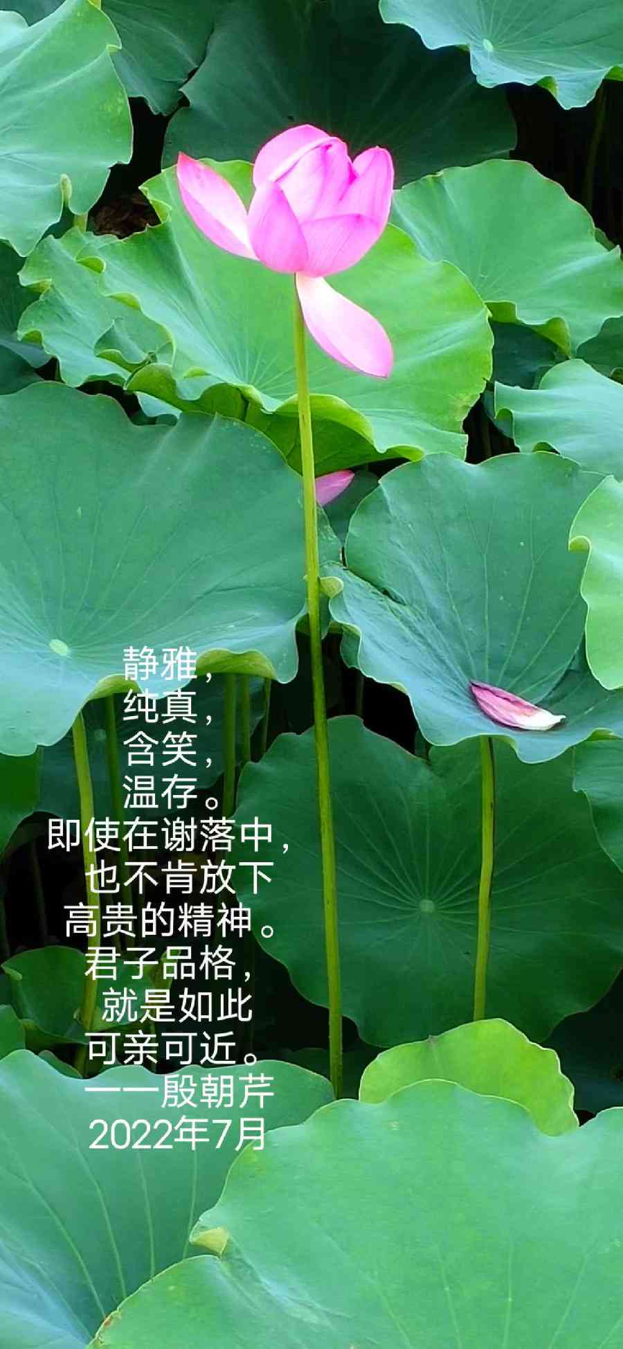 ai莲花文案