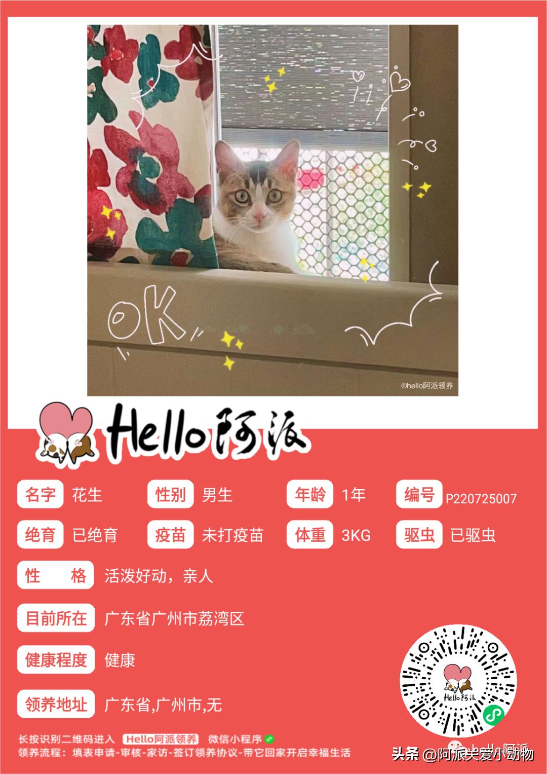 绘制猫咪的艺术魅力：猫咪绘画创作文案指南