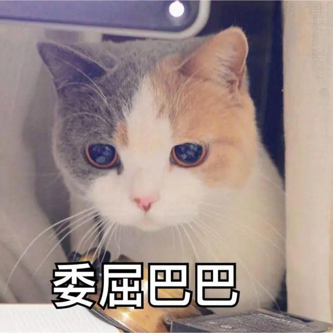 猫咪控必看：精选温馨猫咪文案句子