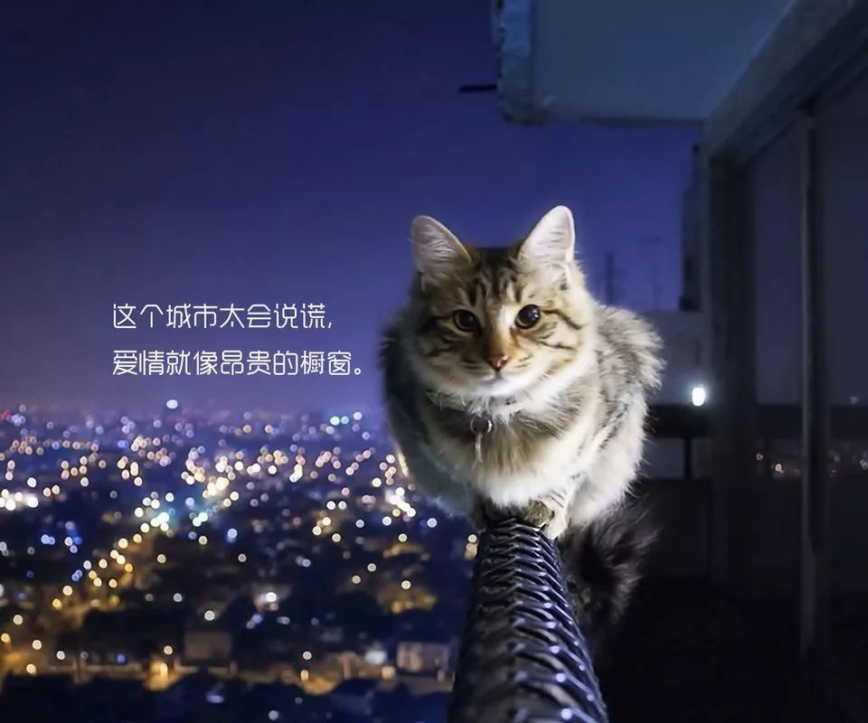 猫咪控必看：精选温馨猫咪文案句子