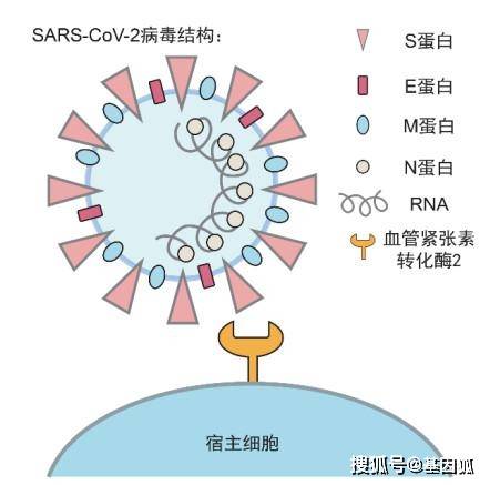 全面解析疫苗创新设计：从原理到应用的全方位解读