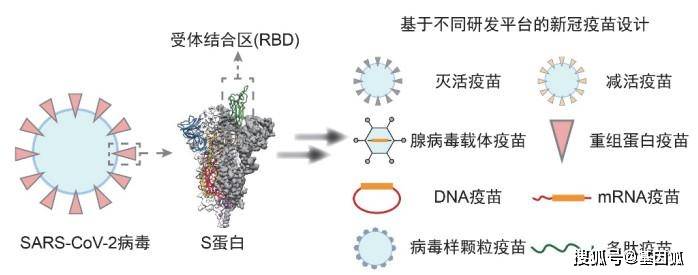 全面解析疫苗创新设计：从原理到应用的全方位解读