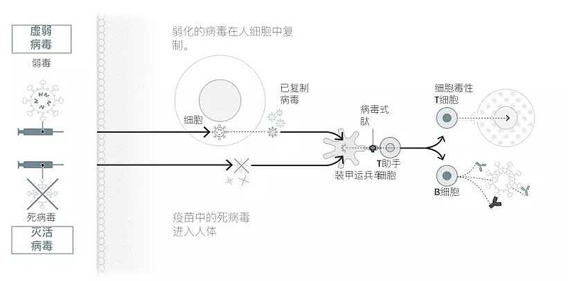 全面解析疫苗创新设计：从原理到应用的全方位解读