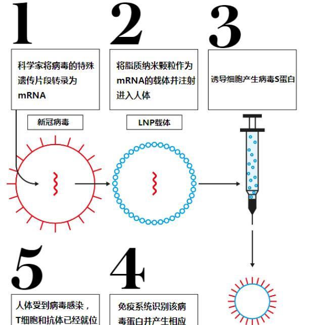 全面解析疫苗创新设计：从原理到应用的全方位解读