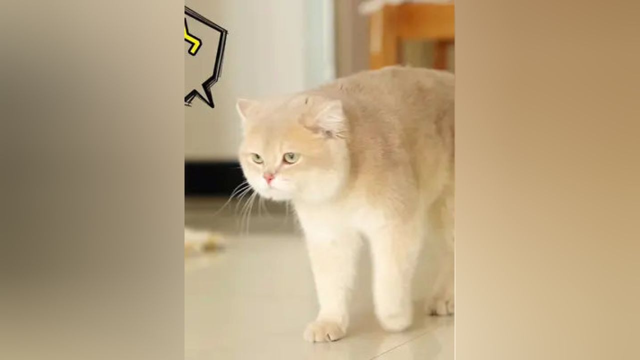 猫咪主题AI绘画文案素材库免费与创作灵感集锦