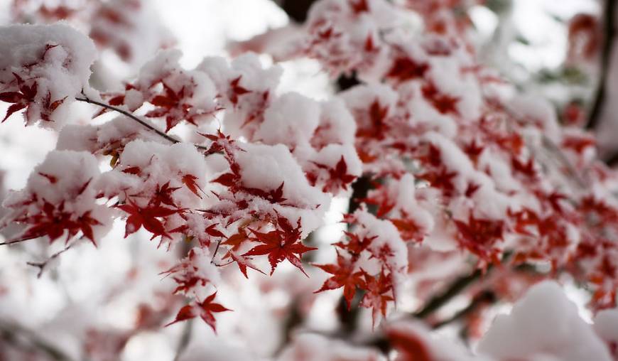 雪舞絮飞：风雪飘絮诗意画卷