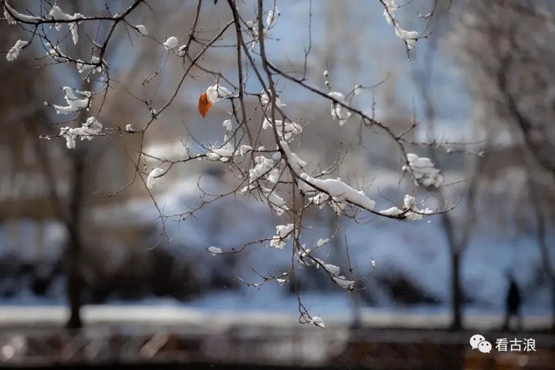 雪舞絮飞：风雪飘絮诗意画卷