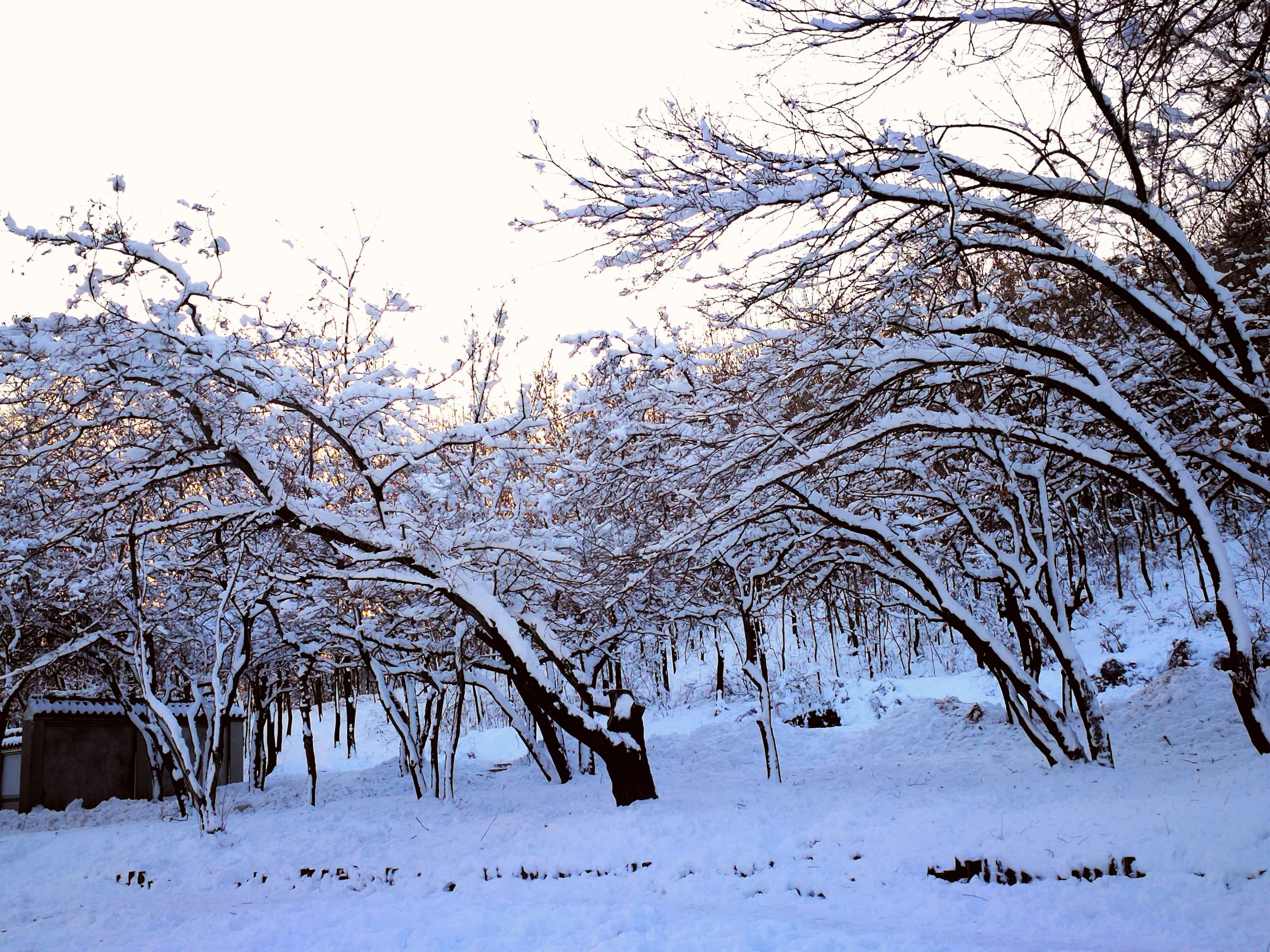 雪舞絮飞：风雪飘絮诗意画卷