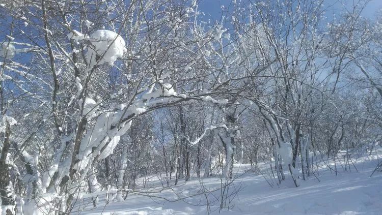 雪舞絮飞：风雪飘絮诗意画卷