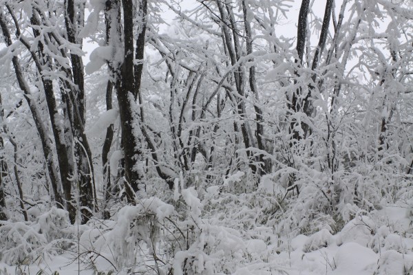 ai创作风雪飘絮