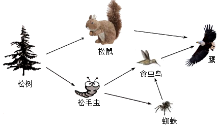 探讨松鼠打地基在生态系统中的关键作用