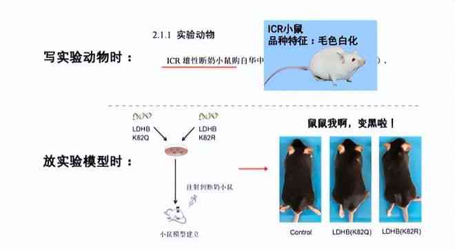 全面解析：动物实验建模的详细步骤与注意事项