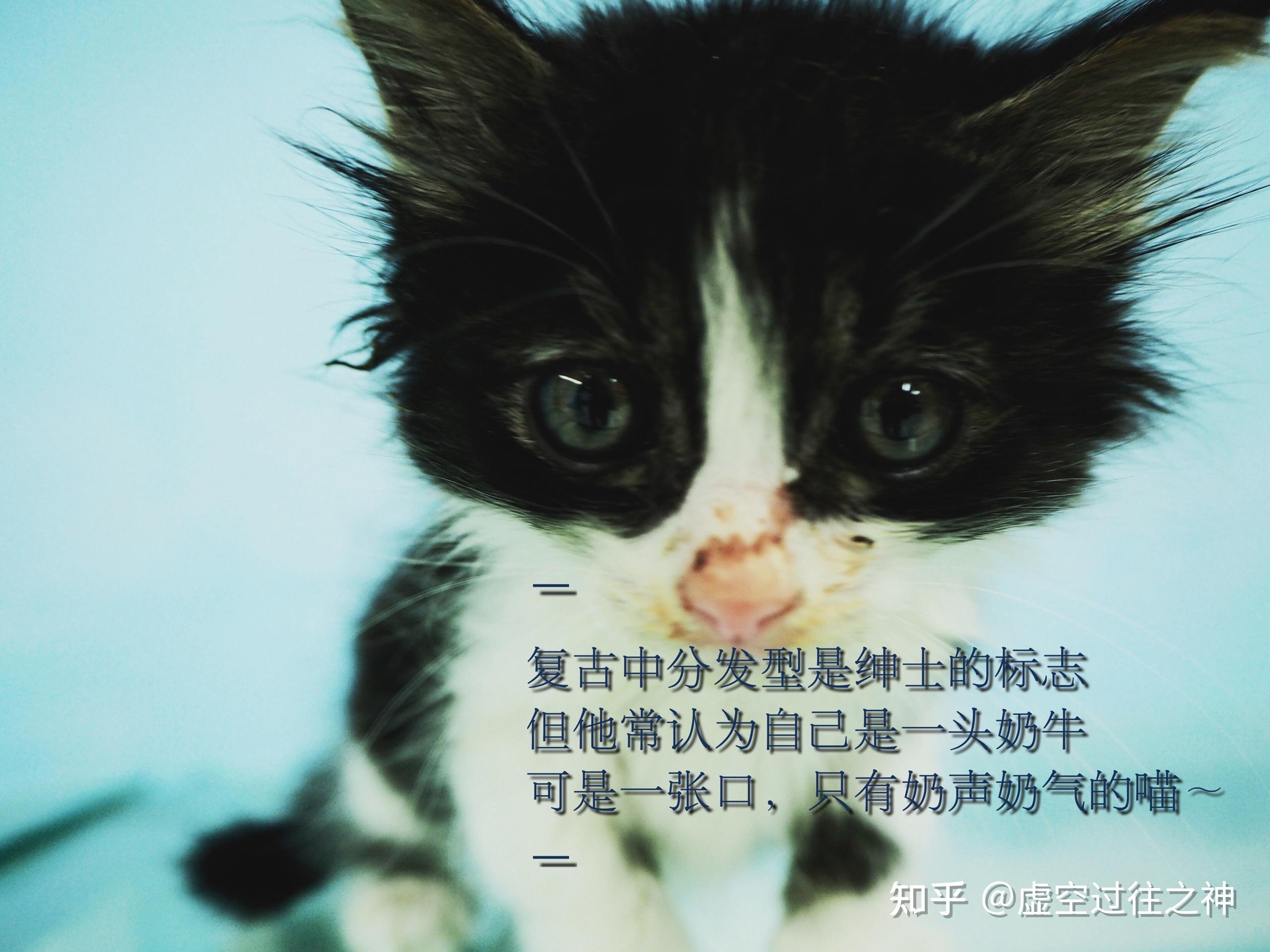 ai特效猫咪文案怎么写：打造ins猫咪专属特效与软件推荐