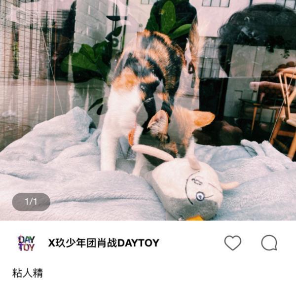 全面     ：寻找最可爱的猫咪文案，满足您的所有需求