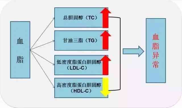 血检验报告中血清脂蛋白ai偏高原因及血脂关系解析