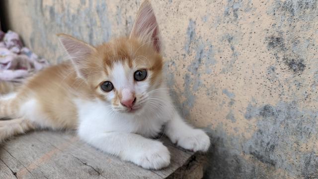 寻觅可爱小花猫：探索猫咪的秘密踪迹