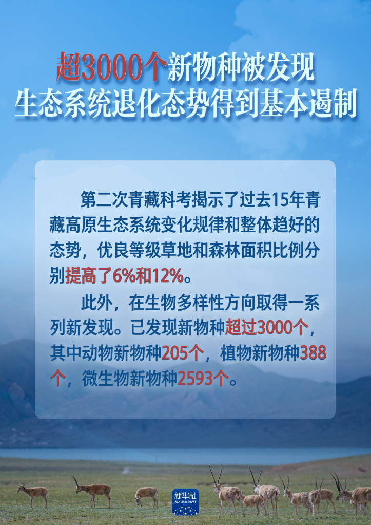 探究松鼠打地基的重要性及其对生态环境的影响