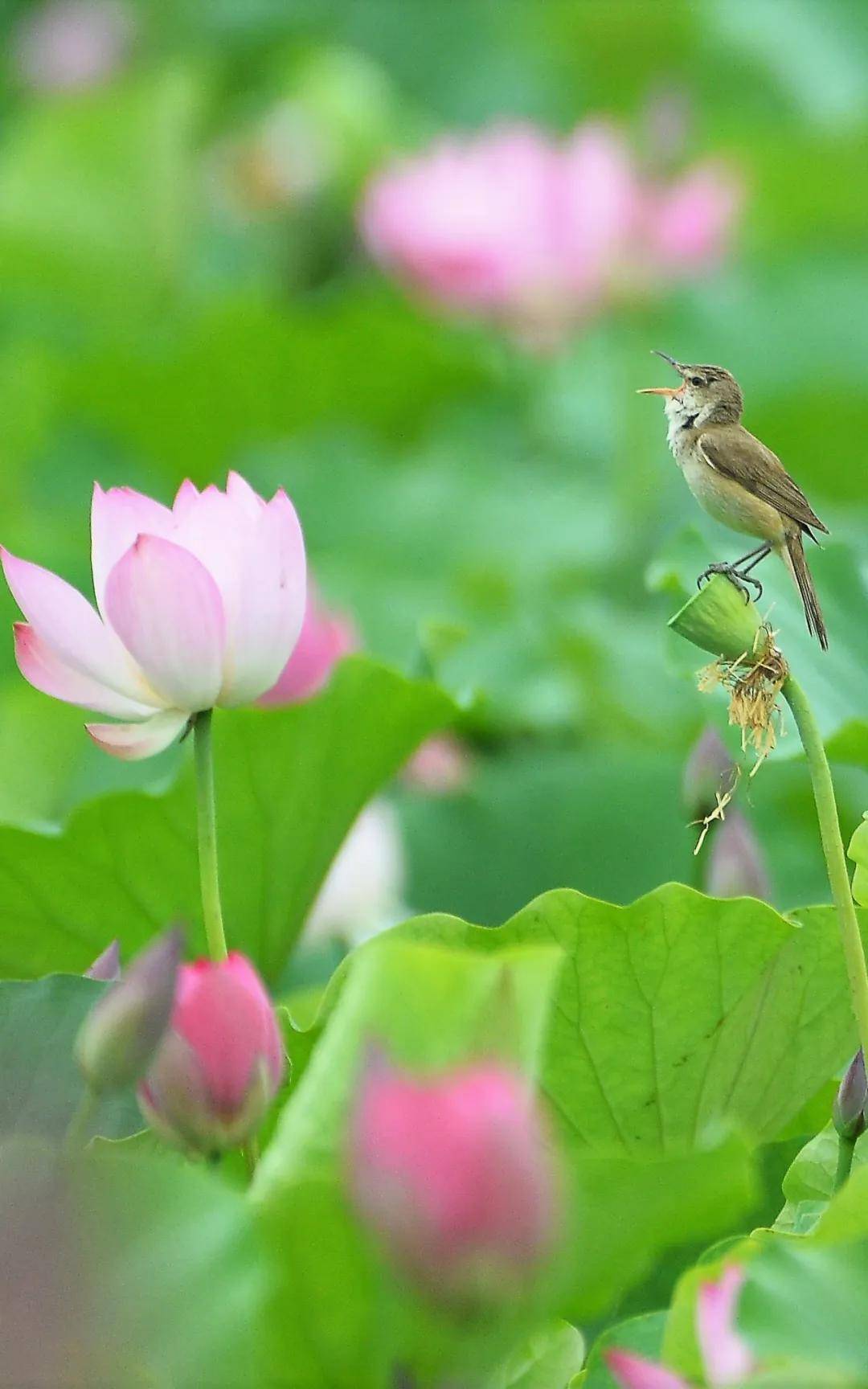 清新莲花图案高清手机壁纸，自然之美尽在掌握