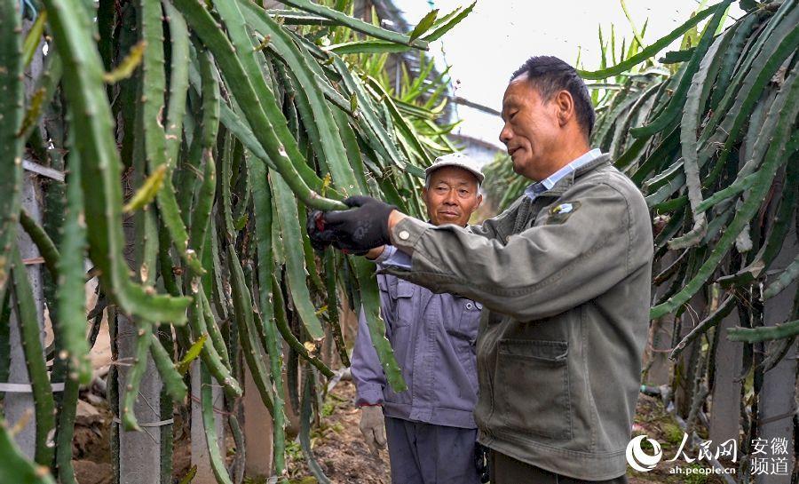 火龙果AI：赋能写作，用户规模突破新里程碑