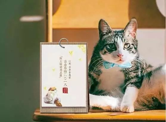 探索猫咪创作艺术：激发宠物灵感的创意方法与技巧