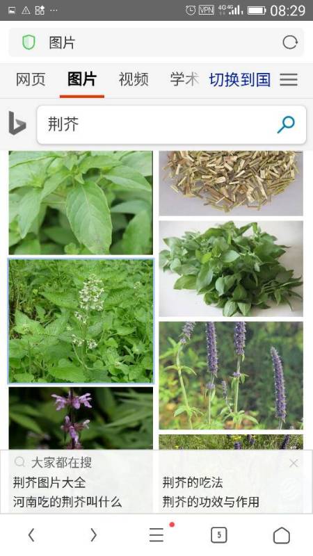 好物种草起什么名字？好听的网名与话题全解析