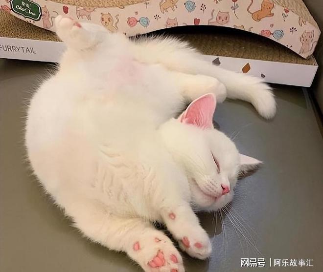 驯服不了的AI文案是什么意思？与成语、猫及自我控制的含义