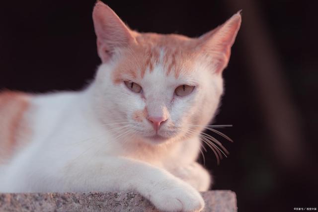 探索野性魅力：如何科学驯养难以驾驭的猫咪