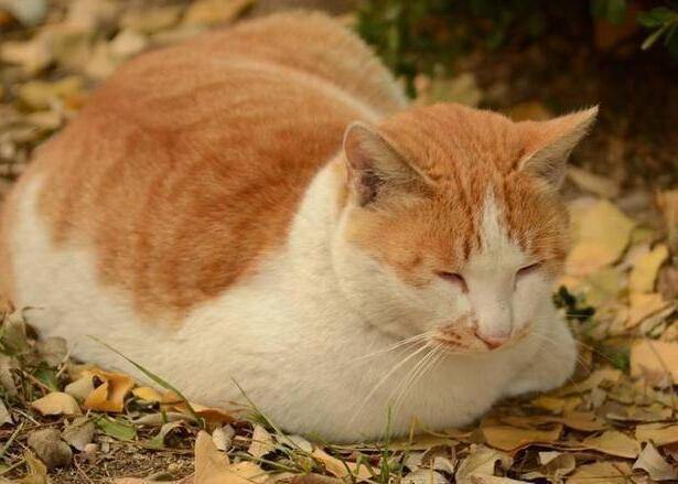 探索野性魅力：如何科学驯养难以驾驭的猫咪