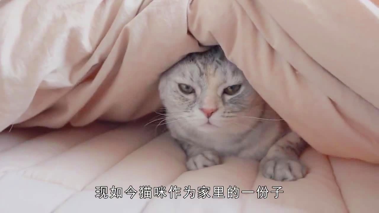 爆笑猫娘趣事：一口气解锁猫咪搞笑瞬间与热门话题