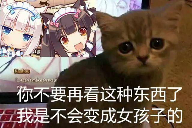 猫娘表情包：可爱跳舞FF14二次元猫娘表情包