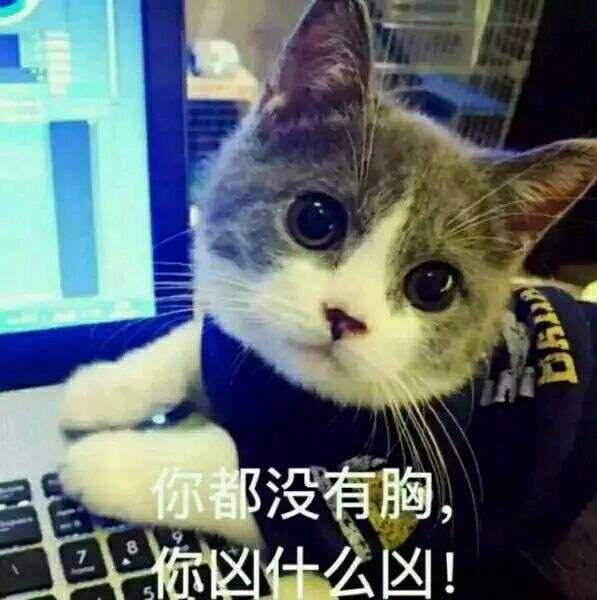 可爱小猫咪文案：怎么写？附文案短句与表情符号