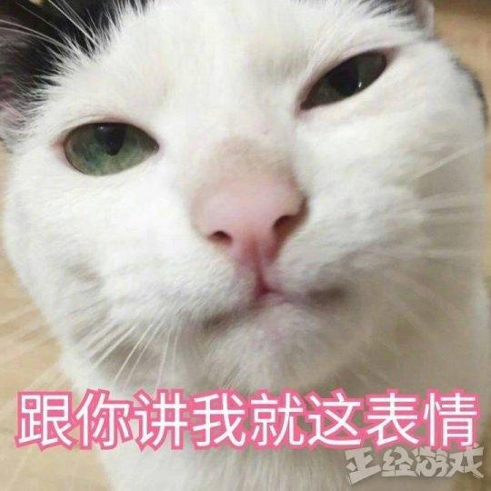 可爱小猫咪文案：怎么写？附文案短句与表情符号