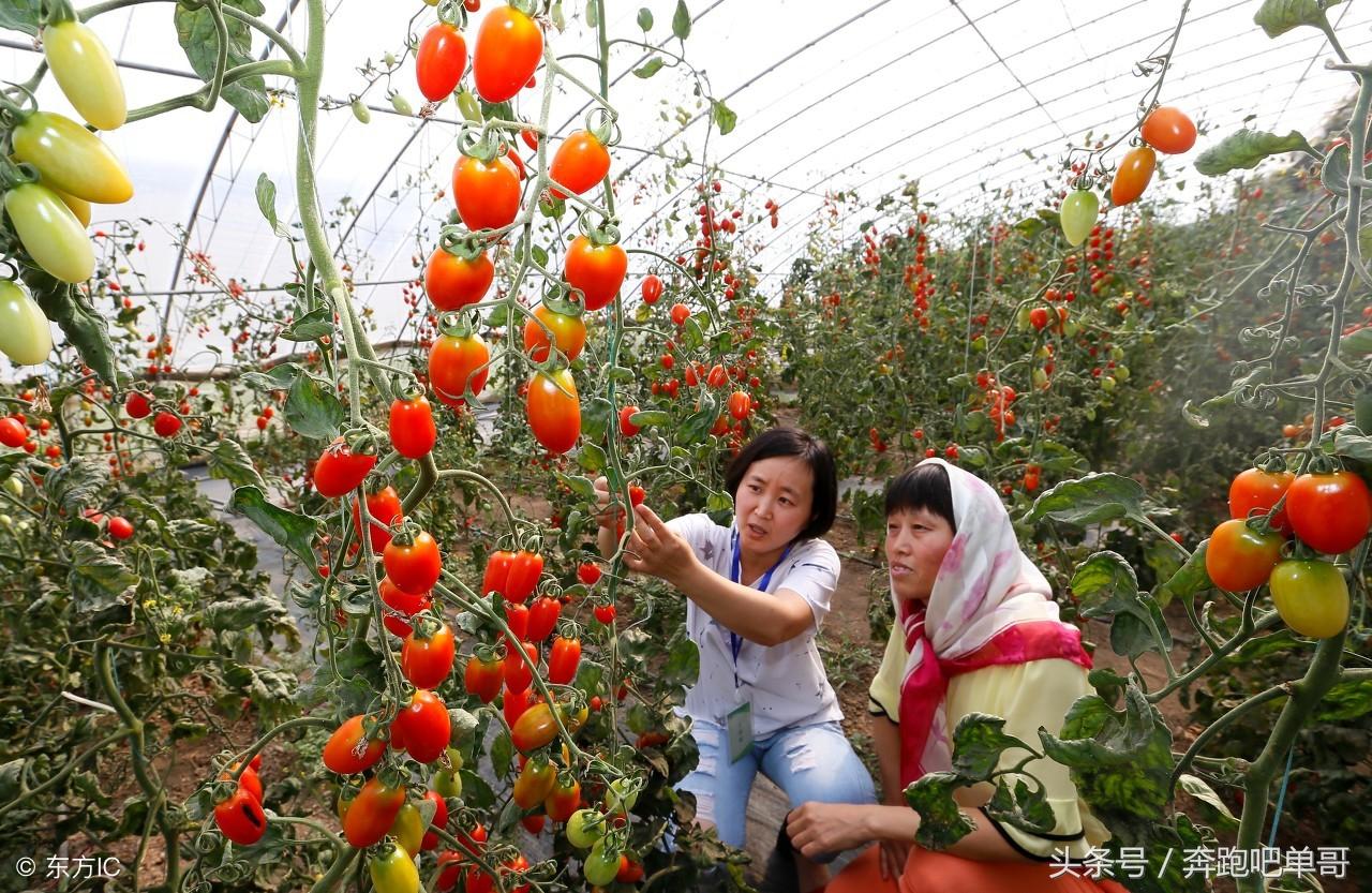 小番茄发朋友圈说说：搞笑句子大     ，每日更新乐趣无限！