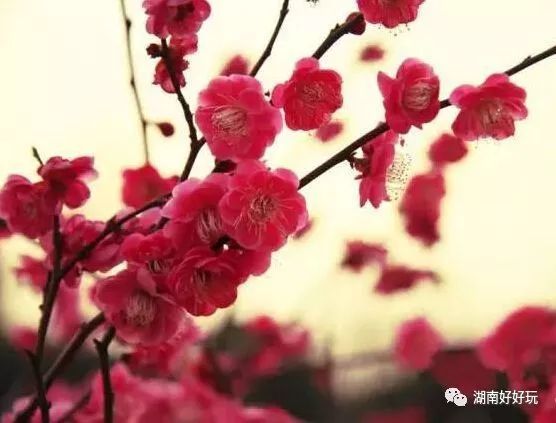 冬日里的梅韵芬芳：梅花美图与养护秘诀揭秘