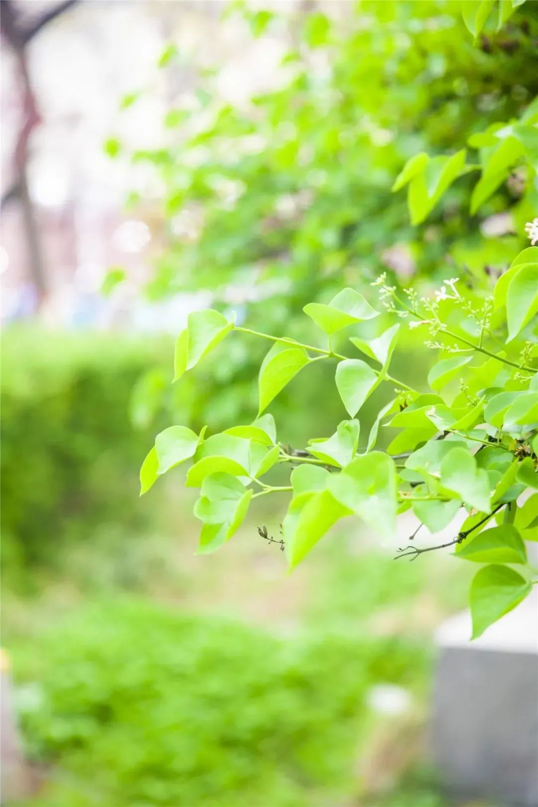 薄荷清风：蔓延的绿意盎然