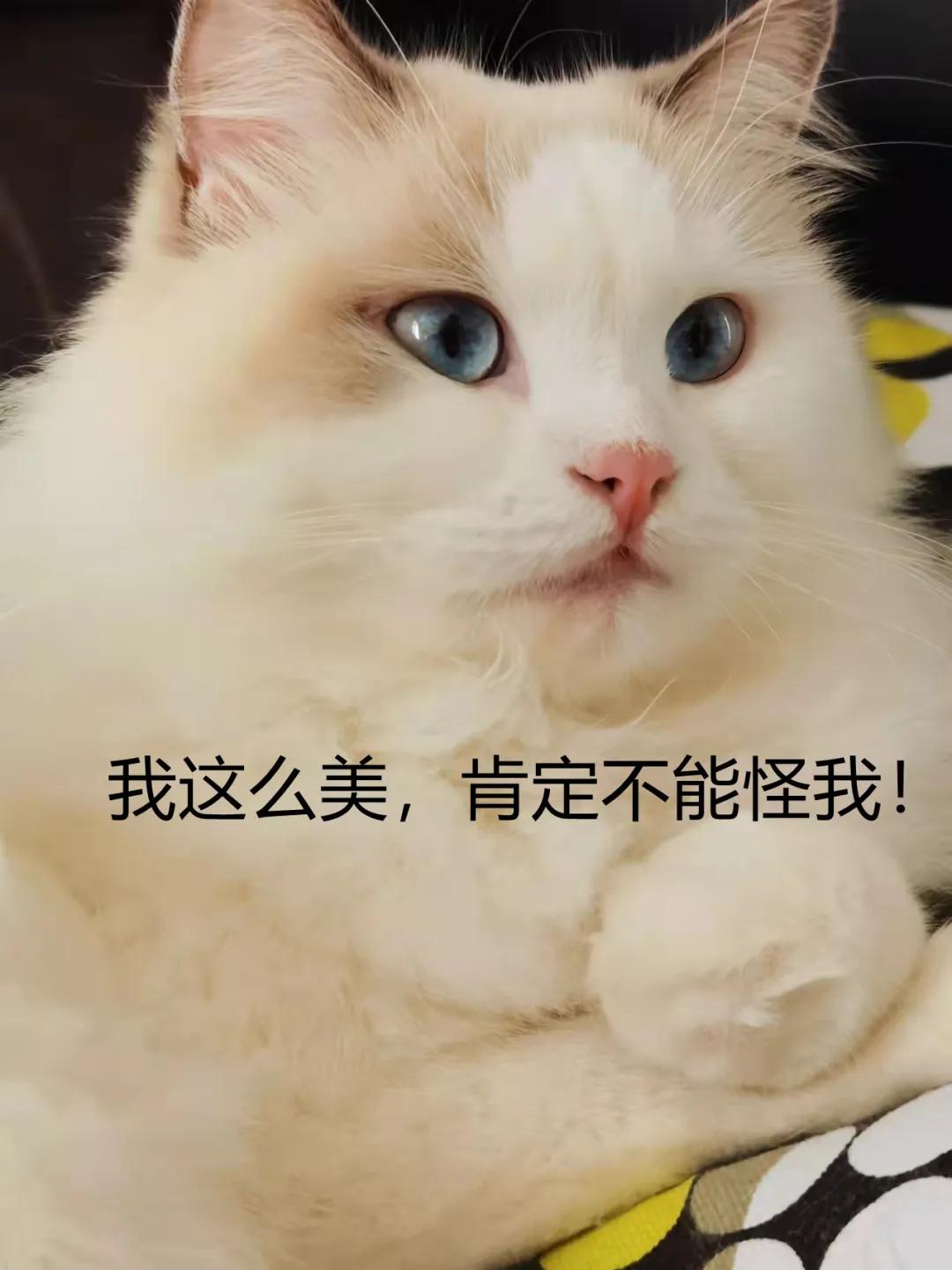 萌宠猫咪趣味模仿秀：小猫咪的创意模仿大     