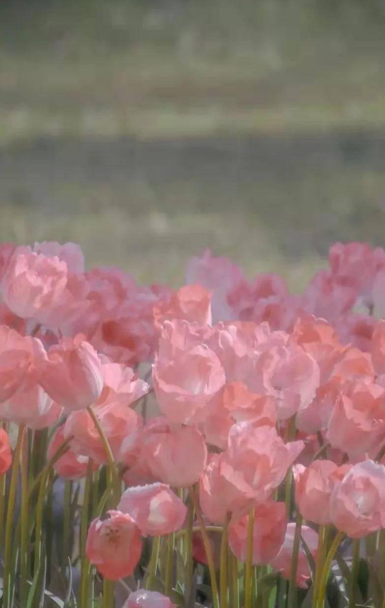 花海的歌词最后一句都是ai文案——花海歌曲结尾