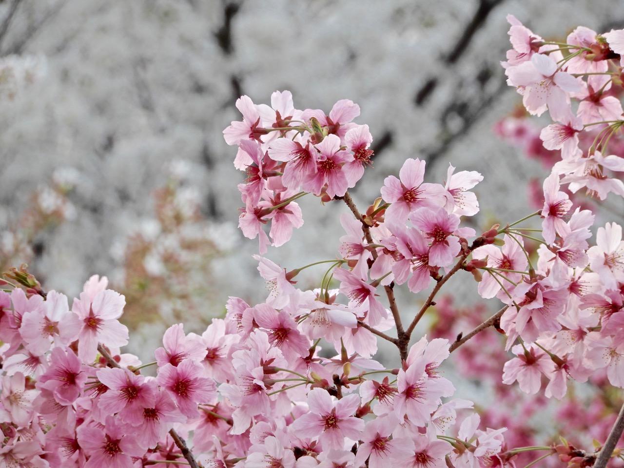 ai绘画二次元花瓣飘落文案