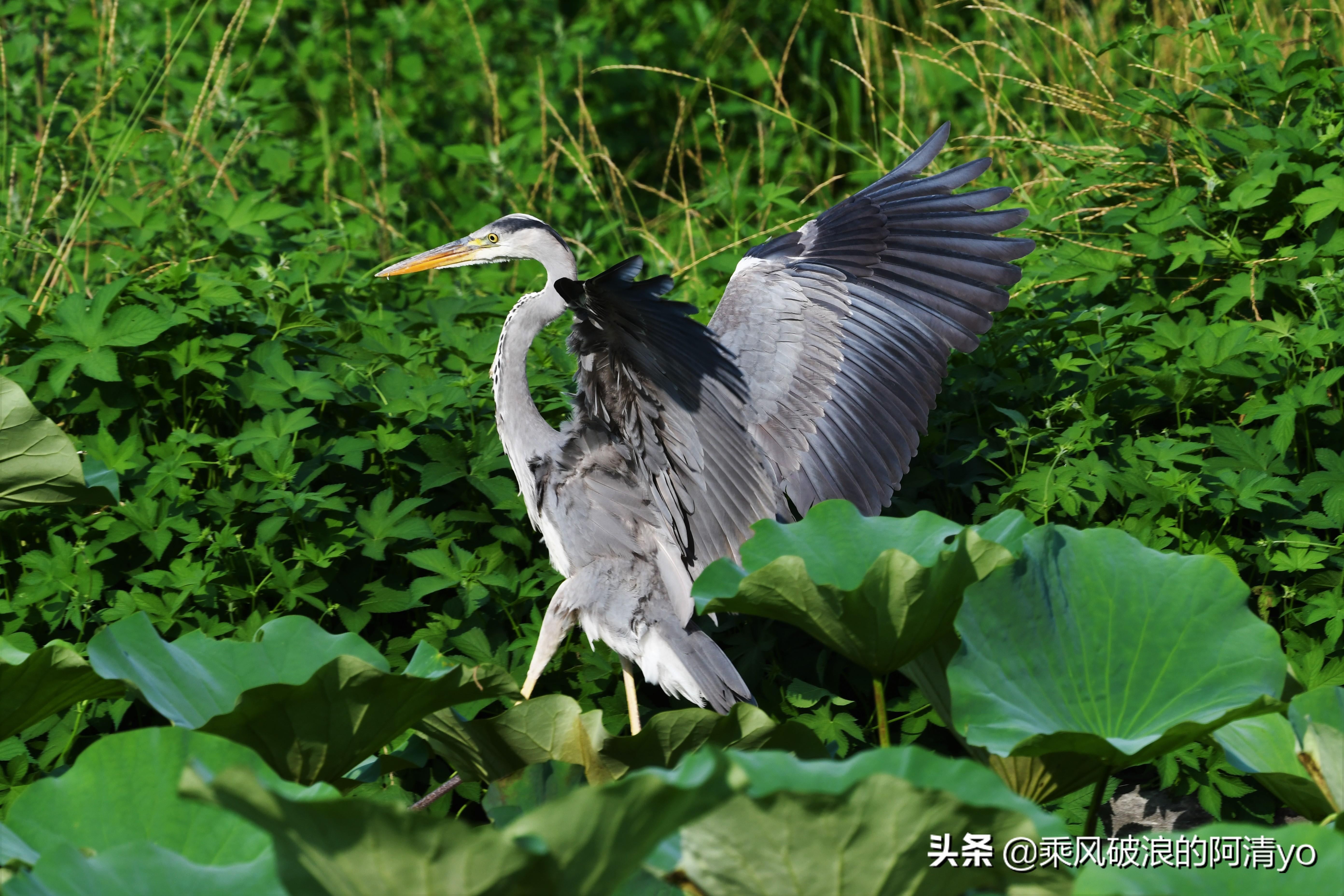 全面指南：从零开始学习如何创作并发布微头条