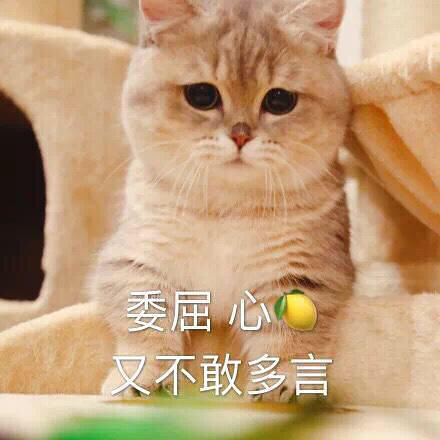 抖音AI豆包写作是真的吗？揭秘抖音豆包：个人资料及猫咪真相