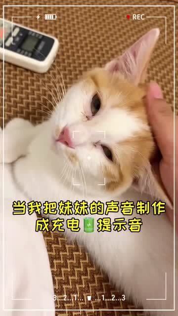 抖音AI豆包写作是真的吗？揭秘抖音豆包：个人资料及猫咪真相