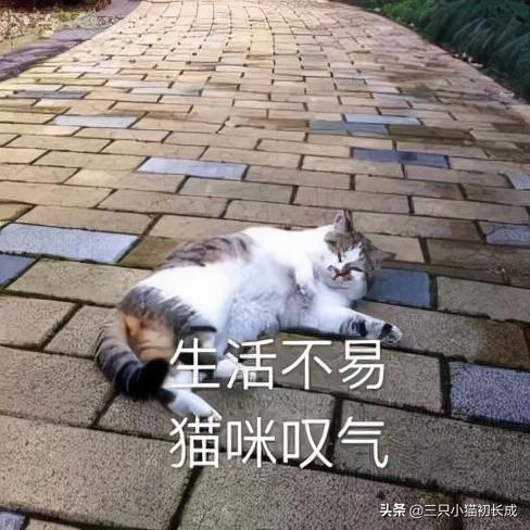 探秘抖音：豆包包猫咪的趣味日常与魅力所在