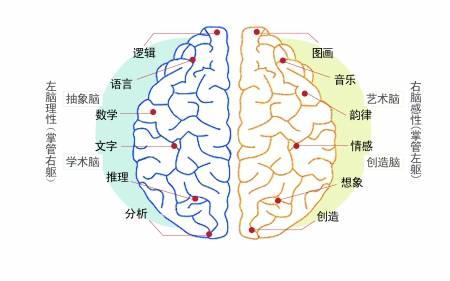 智慧中枢：大脑功能研究与信息交流官网